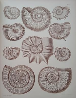 An Atlas of the Fossil Conchology of Great Britain and Ireland with descriptions of all the species