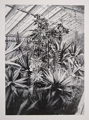 Illustrations of the Royal Botanic Gardens, Kew, from photographs taken by permission