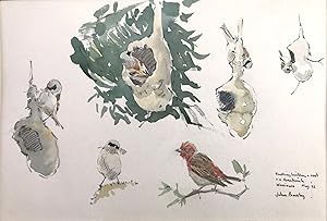 JOHN BUSBY - REEDLING BUILDING A NEST AND A ROSEFINCH (Penduline tit) - [Watercolour Study]