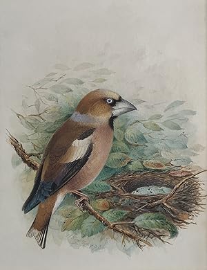 HENRIK GRONVOLD - HAWFINCH [Original Watercolour illustration for Birds of Great Britain and Irel...