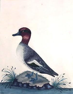 CHARLES HAYES - Teal Male [watercolour]