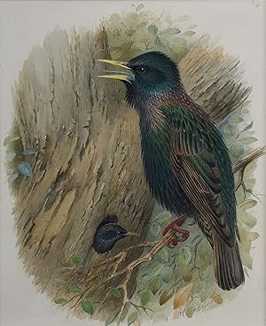 HENRIK GRONVOLD - STARLING [Original Watercolour illustration for Birds of Great Britain and Irel...