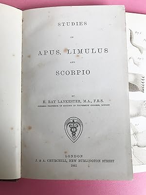 STUDIES ON APUS, LIMULUS AND SCORPIO Observations and reflections on the appendages and on the Ne...