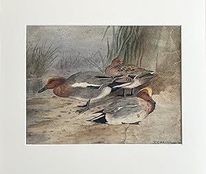 J. C. HARRISON - Widgeon on the water's edge [Original signed watercolour]