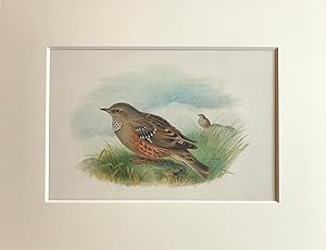HENRIK GRONVOLD - ALPINE ACCENTOR [Original Watercolour illustration for Birds of Great Britain a...