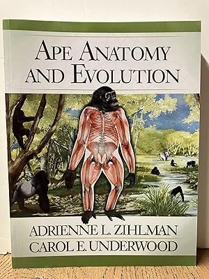 Ape Anatomy and Evolution