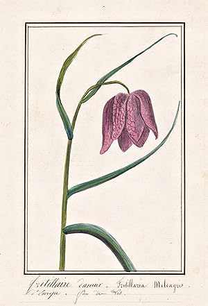 "Frittilaire damier = Fritillaria Meleagris" - Schachbrettblume snake's head fritillary / Botanik...