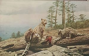 Snow Leopard Chicago Natural History Museum Old Postcard