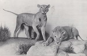 Man Eating Lions Of Tsavo Antique Chicago Museum American Postcard