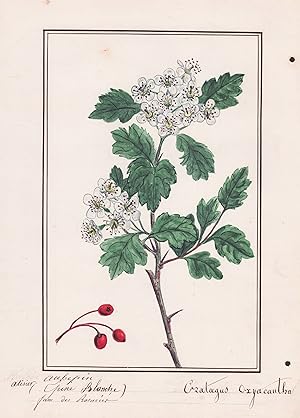 "Alisier aubepin (Epine Blanche) / Crataegus Oxyacantha" - Zweigriffeliger Weißdorn Midland hawth...