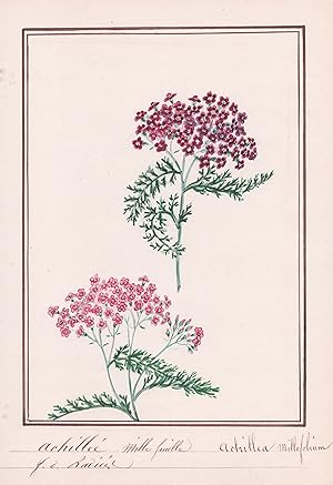 "Achillée mille feuille / Achillea millefolium" - Schafgarbe yarrow / Botanik botany / Blume flow...