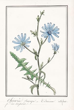 "Chicorée Sauvage = Cichorium intybus" - Wegwarte chicory / Botanik botany / Blume flower / Pflan...