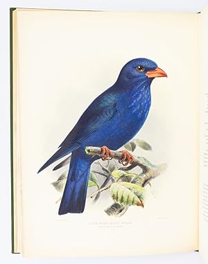 A MONOGRAPH OF THE CORACIIDAE, OR FAMILY OF THE ROLLERS
