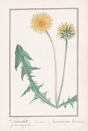 "Pissenlet Commun = Taraxacum Dens-Leonis" - Löwenzahn dandelion / Botanik botany / Blume flower ...