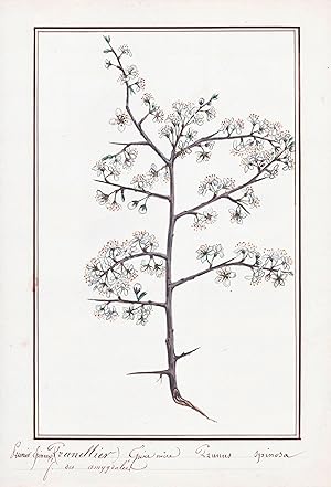 "Prunier Epineur / Prunus Spinosa" - Schlehdorn Schlehe blackthorn sloe / Botanik botany / Blume ...