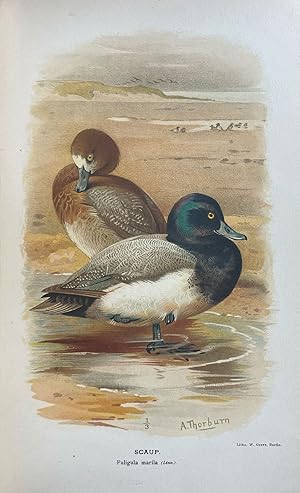 Coloured Figures of the Birds of the British Islands