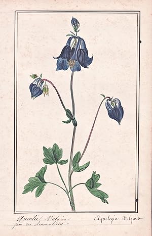 "Ancolie Vulgaire / Aquilegia Vulgaris" - Gewöhnliche Akelei common columbine / Botanik botany / ...