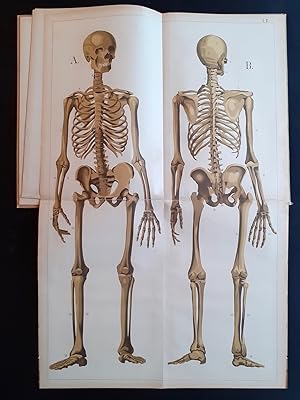 Le corps humain - Description anatomique de l'homme - Atlas d'histoire naturelle - Méthode d'ense...