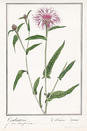 "Centauree / Centaurea" - Flockenblume starthistles / Botanik botany / Blume flower / Pflanze plant