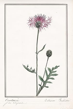 "Centauree / Centaurea Scabiosa" - Skabiosen-Flockenblume greater knapweed / Botanik botany / Blu...