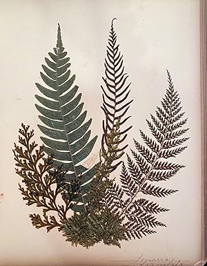 Album of pressed New Zealand ferns