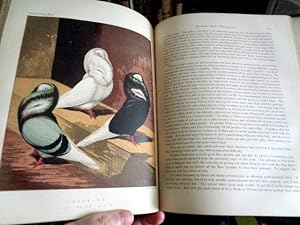 The Illustrated Book of Pigeons, With Standards For Judges.