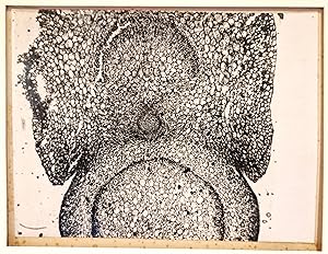 Grande photomicrographie d'acanthacée, tirage argentique, c. 1910