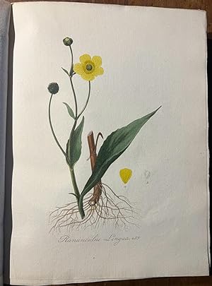 Flora Batava of afbeelding en beschrijving van Nederlandsche gewassen door J. Kops, afgebeeld ond...