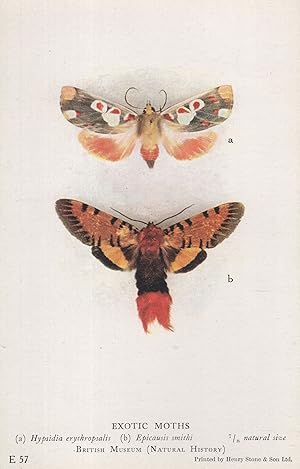 Exotic Moths Epicausis Smithi British Museum Old Postcard