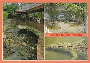 Crocodile Reptile Farm Singapore Amazing Official Rare Postcard