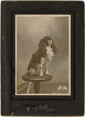 KING CHARLES SPANIEL DOG LARGE CABINET CARD PHOTO