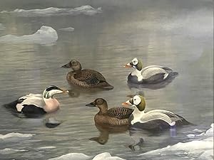 SPECTACLED EIDERS AND COMMON EIDER