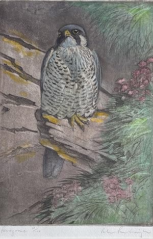 Peter Partington - PEREGRINE Limited Hand-coloured Etching