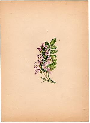 Antique Print-FLOWER-MARSH GRASS-PARNASSIA PALUSTRIS-Hanauer-Strenzel-c. 1803