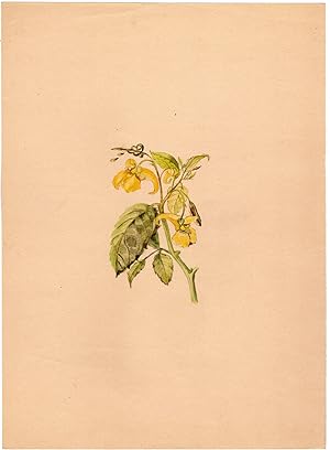 Antique Drawing-FLOWER-TOUCH ME NOT BALSAM-IMPATIENS NOLI-Anonymous-c. 1900