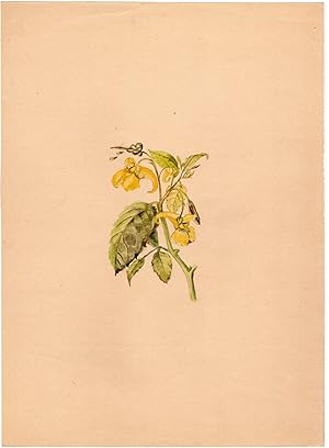 Antique Drawing-FLOWER-TOUCH ME NOT BALSAM-IMPATIENS NOLI-Anonymous-c. 1900