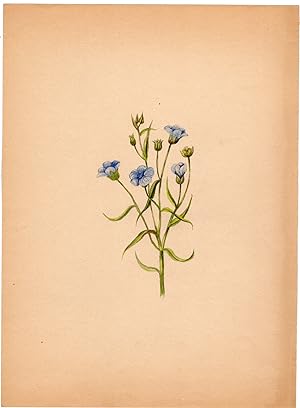 Antique Drawing-PLANT-FLAX SEED-LINUM USITATISSIMUM-Anonymous-c. 1900