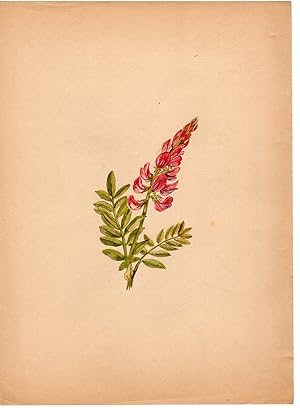 Antique Drawing-PLANT-ESPARCETTE-ONOBRYCHIS VICIIFOLIA-Anonymous-c. 1900