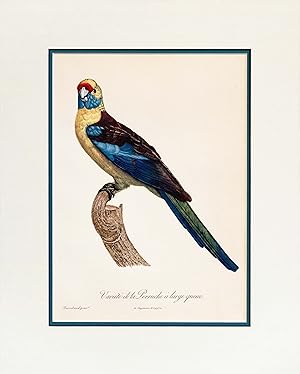 1960s French Bird Print, Jacques Barraband, Perruche a Large Queue (The Broad-Tailed Parakeet)
