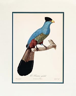1960s French Bird Print, Jacques Barraband, Le Touraco Geant (The Giant Touraco)