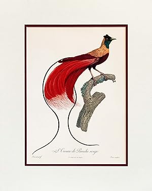 1960s French Bird Print, Jacques Barraband, l'Oiseau du Paradis Rouge, Red Bird of Paradise