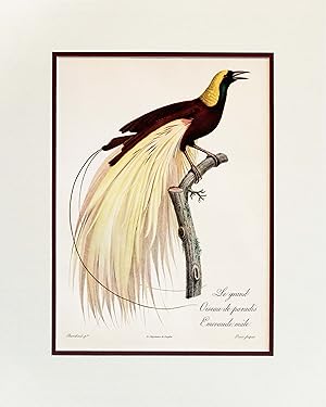 1960s French Bird Print, Jacques Barraband, Grand Oiseau du Paradis Emeraude (Great Emerald Bird ...