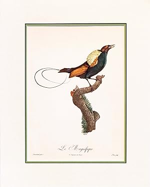 1960s French Bird Print, Jacques Barraband, Le Magnifique (The Tufted Manucode or The Magnificent)