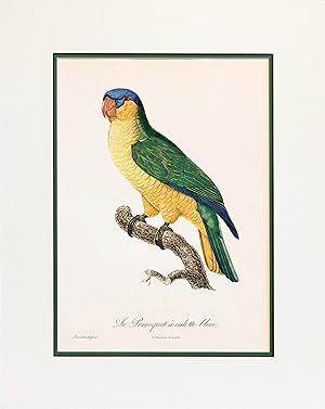 1960s French Bird Print, Jacques Barraband, Le Perroquet a Calotte Bleue (The Blue-Capped Parrot)