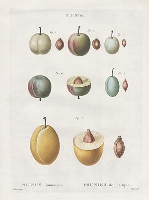 "Prunus domestica / Prunier domestique. T. 5. No. 62" - Pflaume plums / Botanik botanical botany ...