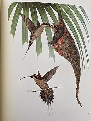 Beija-Flores do Estado do Espirito Santo / Hummingbirds of Sate of Espirito Santo.