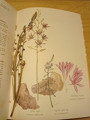 Wild Flowers of Israël - Fleurs d'Israël. Fleurs du Neguev. Vingt-sept fleurs des champs. (biling...