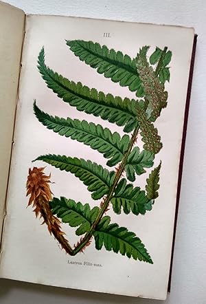 British Ferns and their Allies.Ferns, Club-Mosses, Pepper Worts, & Horsetails. With illustrations...