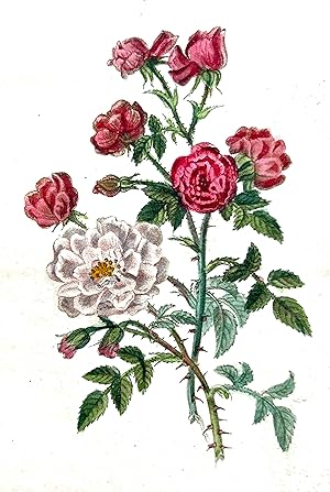 Histoire des roses
