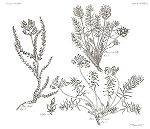 botanique (reproduction)